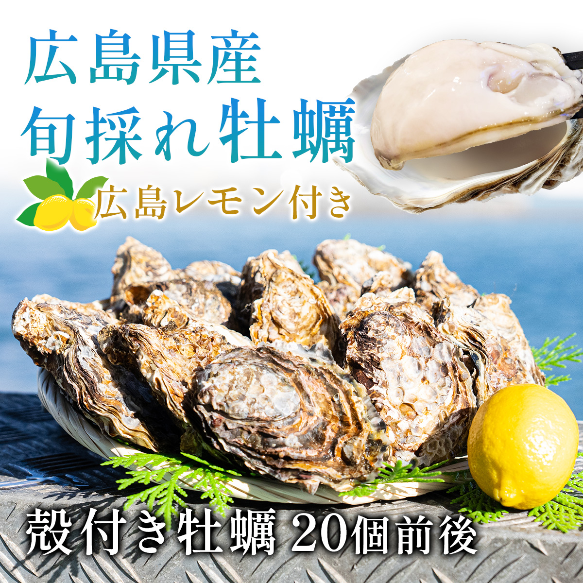 広島県産殻付き牡蠣20個前後広島レモン付き