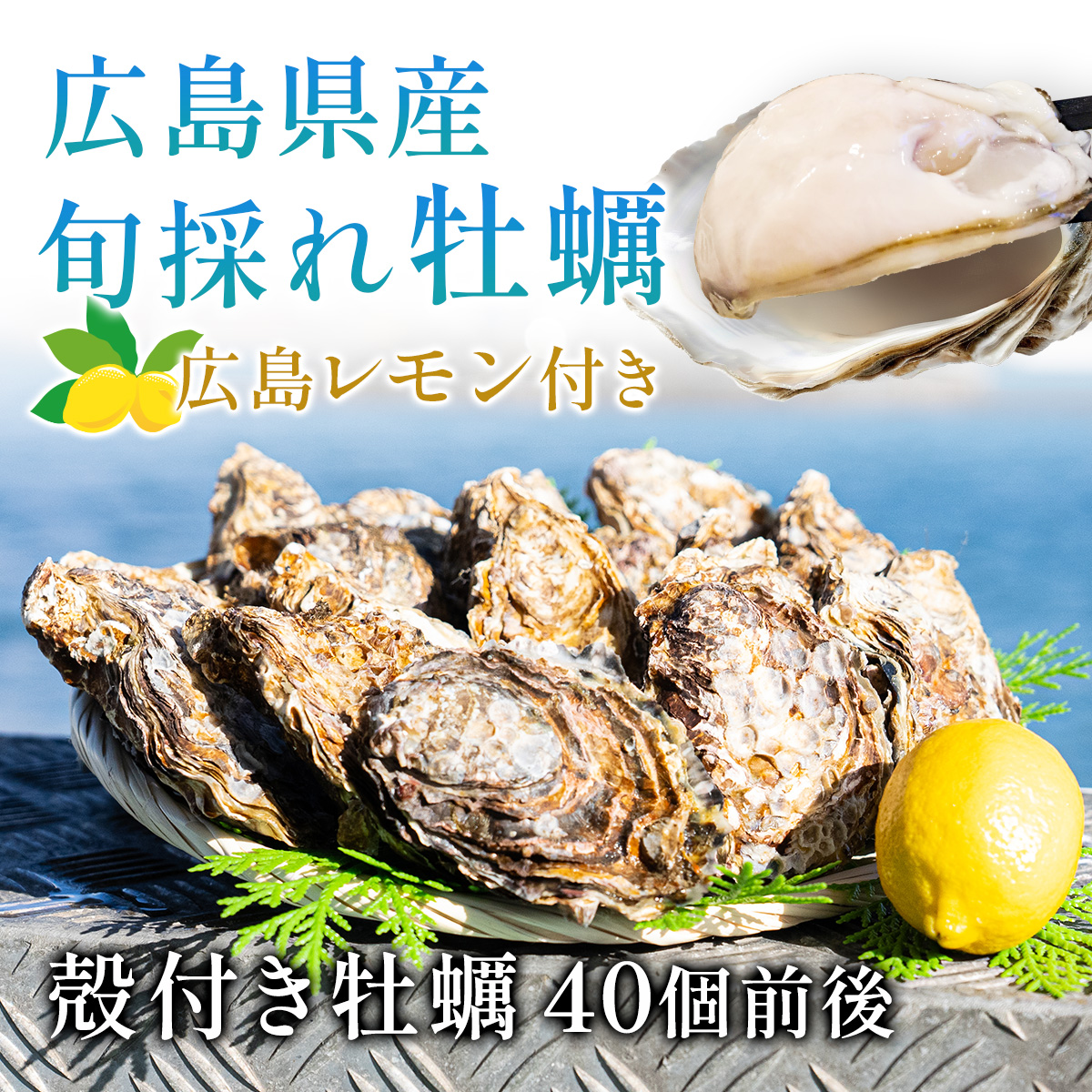 広島県産殻付き牡蠣40個前後広島レモン付き