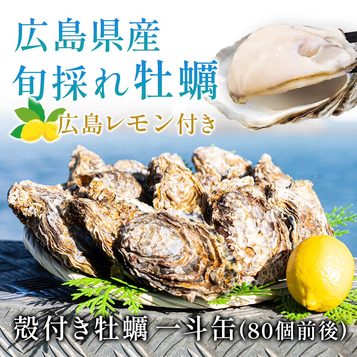 広島県産殻付き牡蠣一斗缶(80個前後) 広島レモン付き